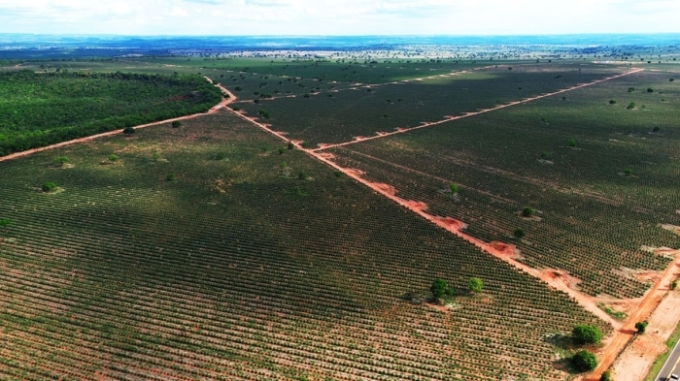 Figueirão na nova fronteira florestal: crescimento do eucalipto avança para o Norte de MS