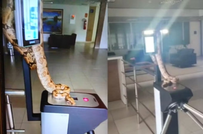 Jiboia é flagrada 'batendo ponto' após o expediente no “TCE Tribunal de Contas de MS”