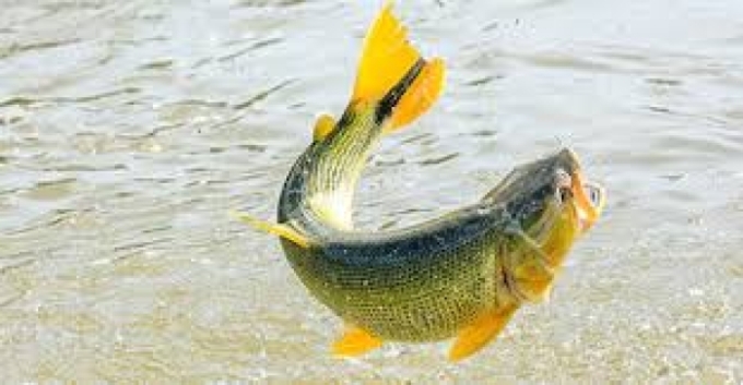 Pescadores têm até abril para regularizar cadastro e evitar suspensão