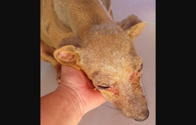 Polícia Civil prende idoso em flagrante por maus tratos a animal em Alcinópolis