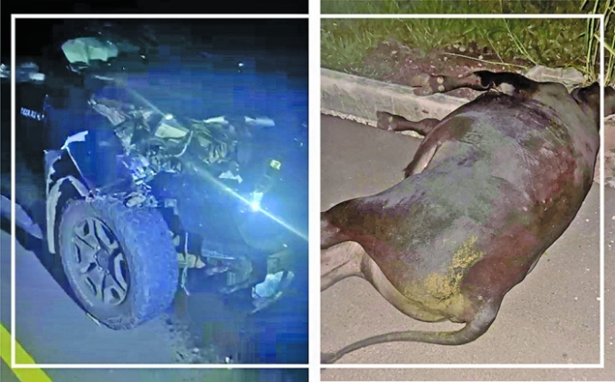 Animal solto causa acidente na MS-436, entre Figueirão e Camapuã