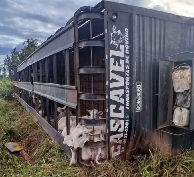 Caminhão tomba com bois e motorista morre esmagado por cabine na BR-158