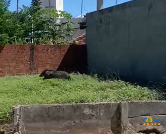 Cateto é flagrado circulando no centro de Coxim