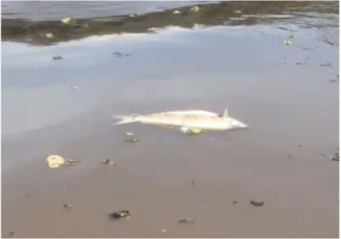 Pescadores encontram diversos peixes mortos no Rio Sucuriú, em Paraiso das Águas