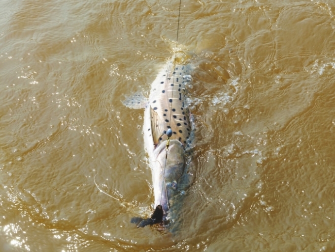 Com poucos barramentos, rios da região de Alcinópolis e Figueirão ajudam a preservar o “pintado”