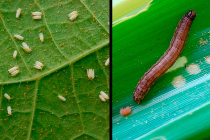 Encontro aberto ao público do agro na Ampasul debaterá a lagarta do cartucho e a mosca-branca