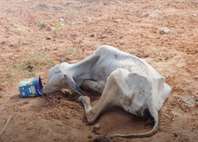 Bovino é encontrado em estado crítico e caso de maus-tratos é registrado em Coxim