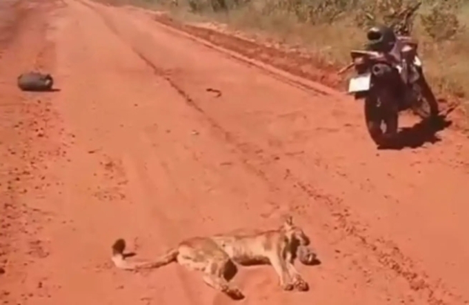 Onça-parda morre após ataque a motociclista em estrada de MS