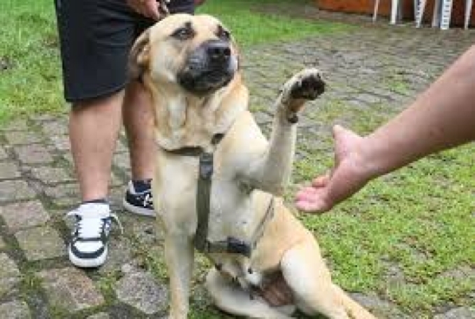 Está aberto o cadastramento para Caravana da Castração em Alcinópolis