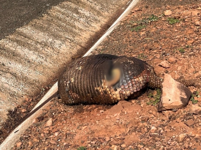 Tatu-canastra é encontrado em decomposição na BR-359
