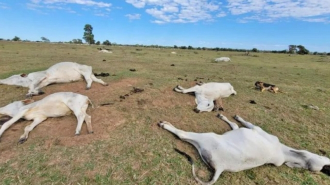 Frio intenso provocou morte de 83 bovinos no sul de Mato Grosso do Sul