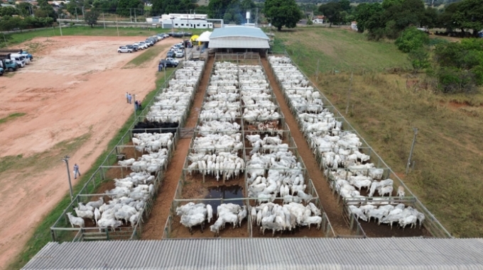 Leilão da Rebanho comercializa 100% dos animais em Alcinópolis