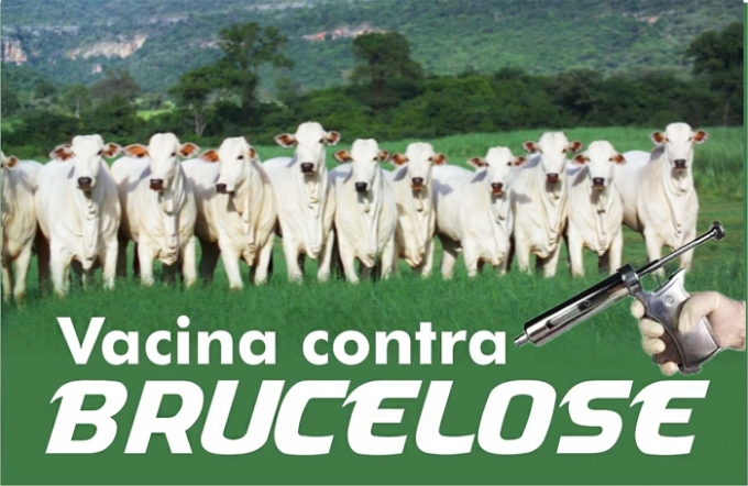 Bezerras de 3 a 8 meses terão vacinação obrigatória contra brucelose