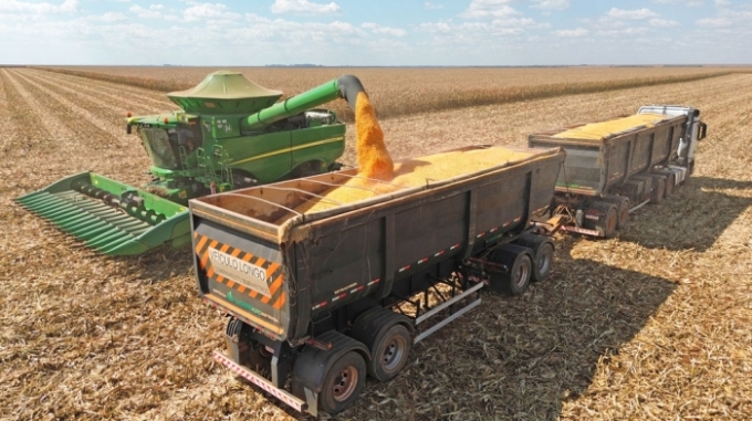 Agricultores de Alcinópolis intensificam colheita de milho e algodão com expectativa de bons resultados