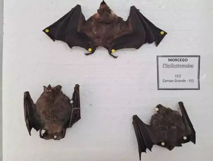 Mulher é mordida duas vezes por morcegos-vampiros em propriedade rural de Paraíso das Águas