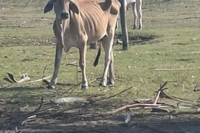 Gado é abandonado em fazenda pivô da Ultima Ratio