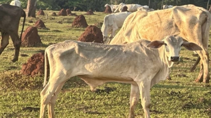 Investigação apura maus-tratos a bois esqueléticos em fazenda de Cassilândia