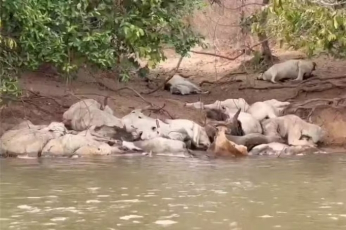 Gado debilitado volta a aparecer às margens do Rio Taquari em MS