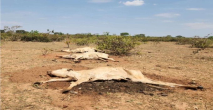 Fazenda com 8,8 mil bois firma TAC após mortes e sinais de desnutrição