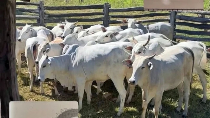 52 cabeças de gado desaparecem de fazenda na região do Areado, em São Gabriel do Oeste