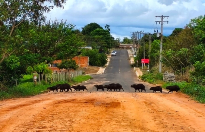 Família de capivaras atravessa rua em Alcinópolis e proporciona cena encantadora da natureza