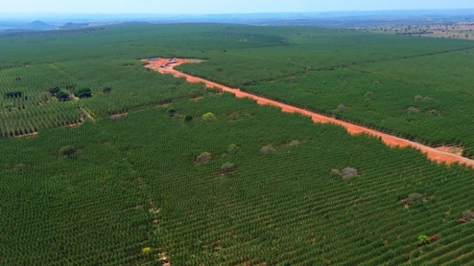 Figueirão: da ‘Areia Santa’ do Nelore ao plantio de eucalipto transforma a economia