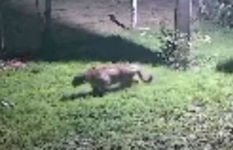 Onça-pintada é flagrada rondando casa após ataque a cachorro em fazenda de MS