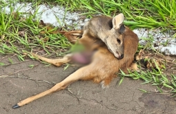 Animal silvestre é encontrado morto na MS-436, entre Alcinópolis e Figueirão