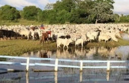 Embrapa desenvolve primeira vacina contra carrapato bovino do país