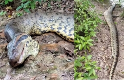 Ana Júlia, sucuri mais famosa do mundo, morreu de causas naturais.