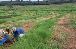 Projeto “Sementes do Taquari” muda cenário de parque com plantio de mu