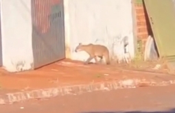 Onça é avistada em rua de Jataí GO.