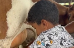 ‘Peão bruto’: menino de 4 anos encanta ao tirar leite de vaca em Goiá