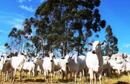 Atenção produtores: declaração semestral dos rebanhos começa na quinta-feira e segue até 2 de 
