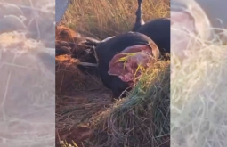 Animais mortos após tombamento de carreta amanhecem carneados, em Figueirão (MS)