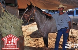 “Pantaneiro” compartilha sua paixão pelos cavalos durante Encontro Estadual de Laço Comprido, 