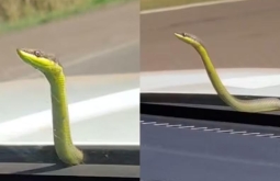 Cobra ‘pega carona’ em capô de ambulância e surpreende socorristas durante resgate em MS