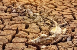 Pantanal tem o período mais seco dos últimos 40 anos, aponta levantamento