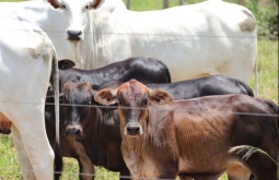 Prazo para vacinação contra brucelose entra na reta final e mais de 1,8 mil propriedades seguem se