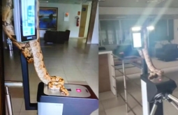 Jiboia é flagrada 'batendo ponto' após o expediente no “TCE Tribunal de Contas de MS”