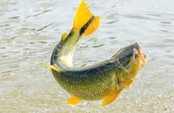 Pescadores têm até abril para regularizar cadastro e evitar suspensão