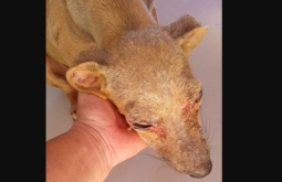 Polícia Civil prende idoso em flagrante por maus tratos a animal em Alcinópolis