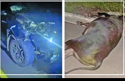 Animal solto causa acidente na MS-436, entre Figueirão e Camapuã