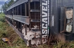 Caminhão tomba com bois e motorista morre esmagado por cabine na BR-158