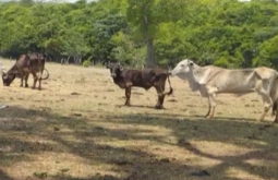 Fazendeiro de MS é multado em mais de meio milhão por maus-tratos a bovinos