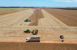 Colheita da soja e plantio do milho safrinha avançam em lavouras de Alcinópolis