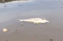 Pescadores encontram diversos peixes mortos no Rio Sucuriú, em Paraiso das Águas