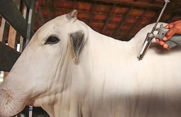 Prefeitura de Figueirão alerta produtores sobre casos de raiva animal na região