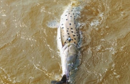 Com poucos barramentos, rios da região de Alcinópolis e Figueirão ajudam a preservar o “pintado