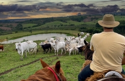 Produtor rural vende 50 cabeças de gado, não recebe e perde R$ 180 mil em MS